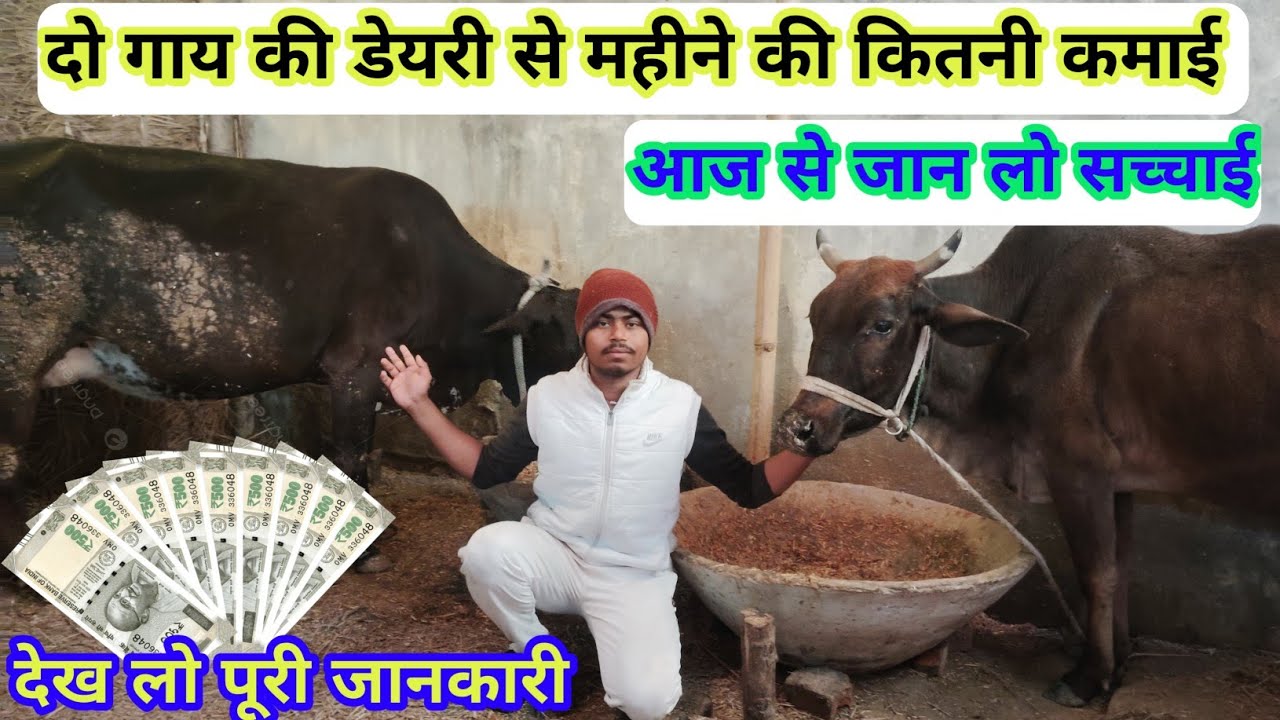 #dairy दो गायो की डेयरी फार्म से मेरी कितनी कमाई होती हैl do cow ki dairy se kitna kamai l#vlog #cow