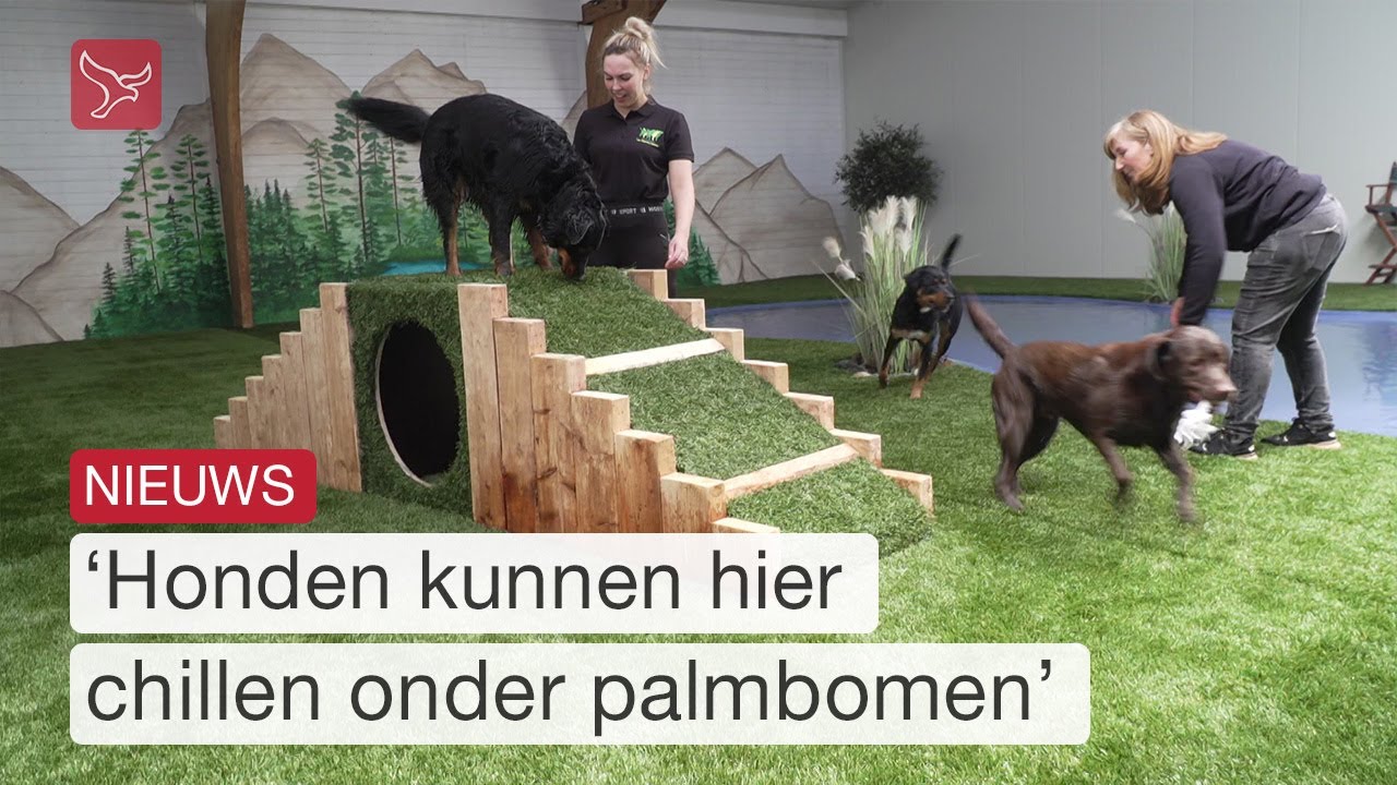 Eerste all inclusive indoor speelhal voor honden | Omroep Flevoland