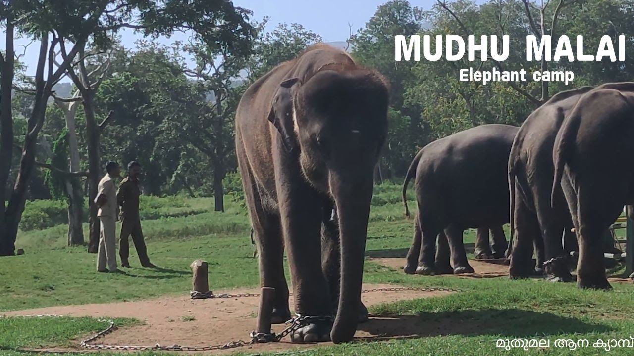 Mudhumalai Elephant camp| Theppakkadu| #aana #elephant #elephantcamp