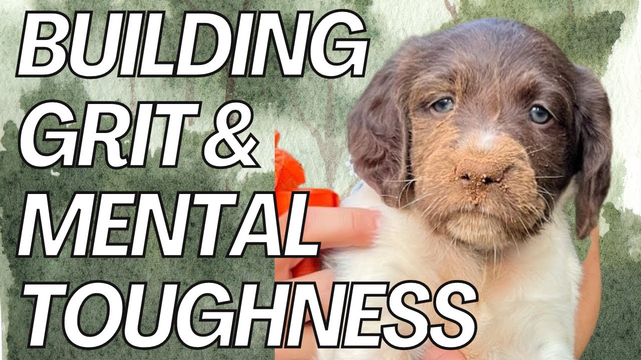 Developing Mental Toughness - Iron Oak Dog Co.