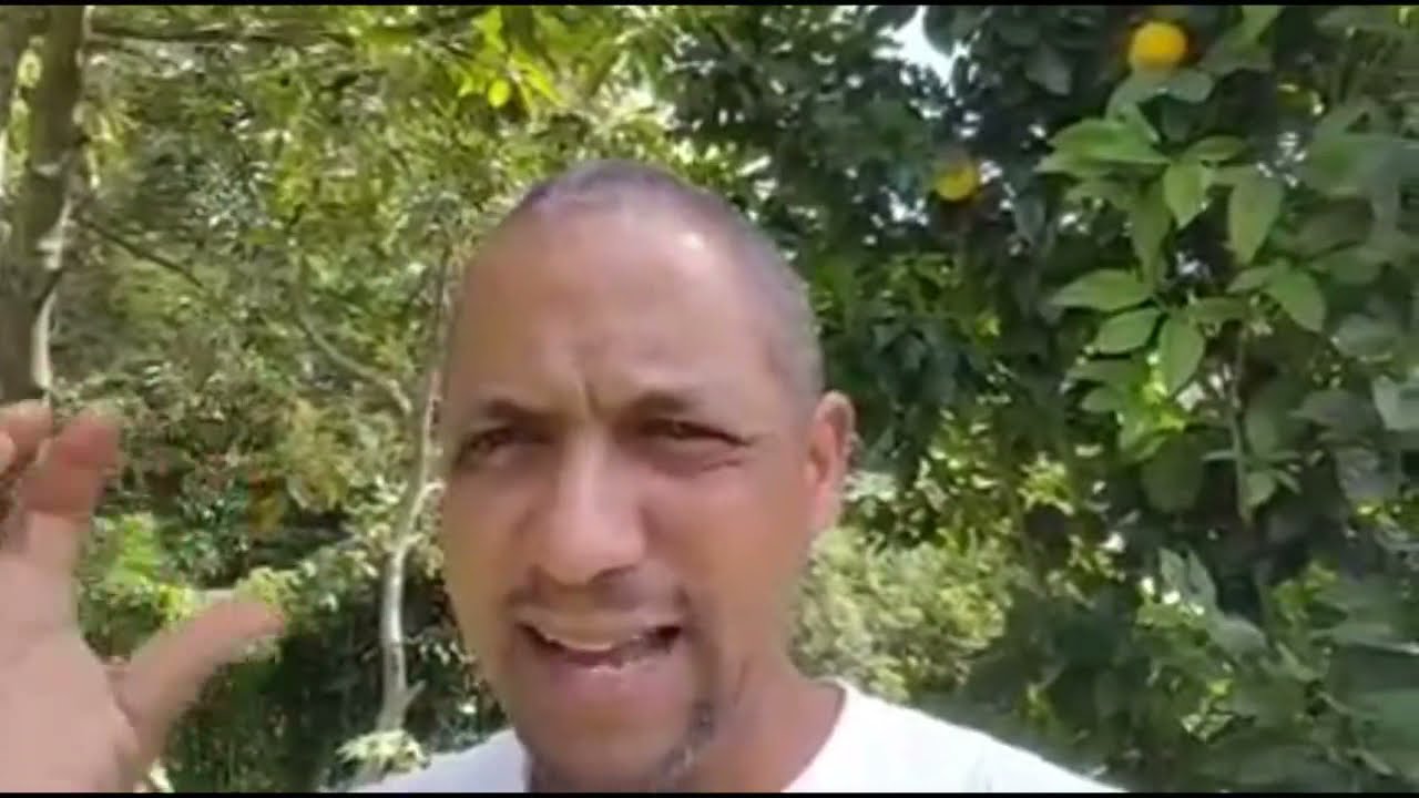 Técnica de plantar naranjas agrias entre sus árboles de aguacate