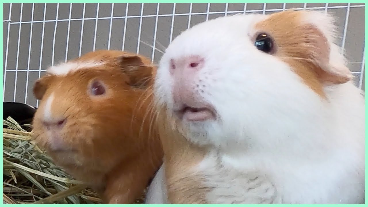 Best guinea pig noises of the wheek! (2021 Week 27)