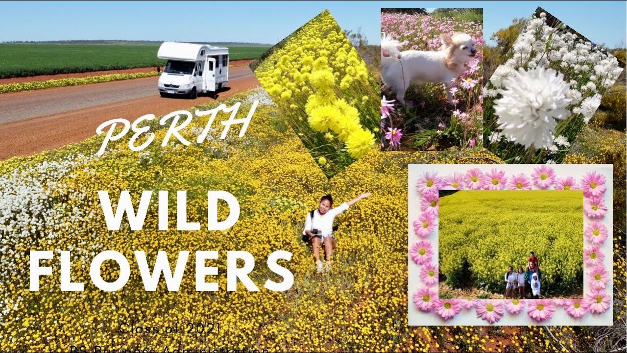Best Places to Find Western Australian Wild Flowers(Spring 2021)