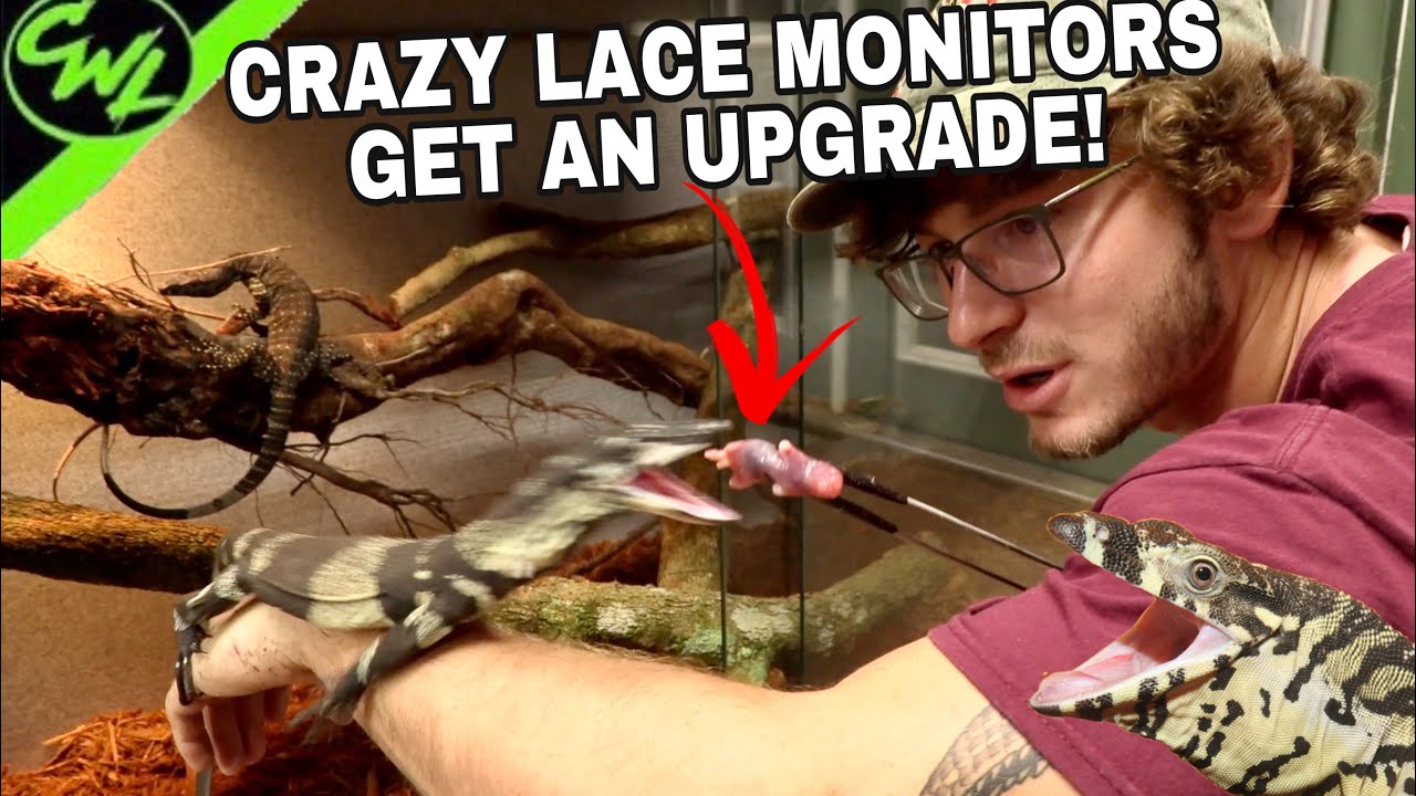 CRAZY LACE MONITORS GET A NEW HOME!!!