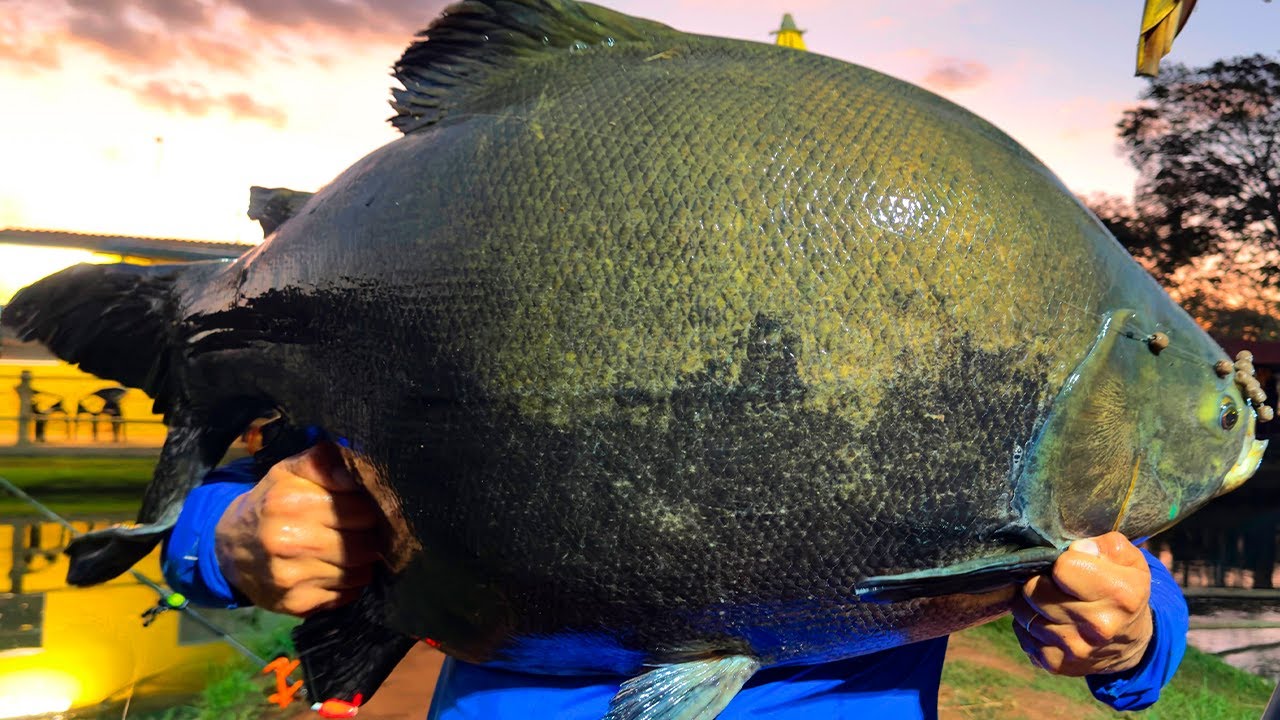 TRINTADA NO PEXE GORDO, O LAGO QUE SÓ TEM PEIXE GRANDE!
