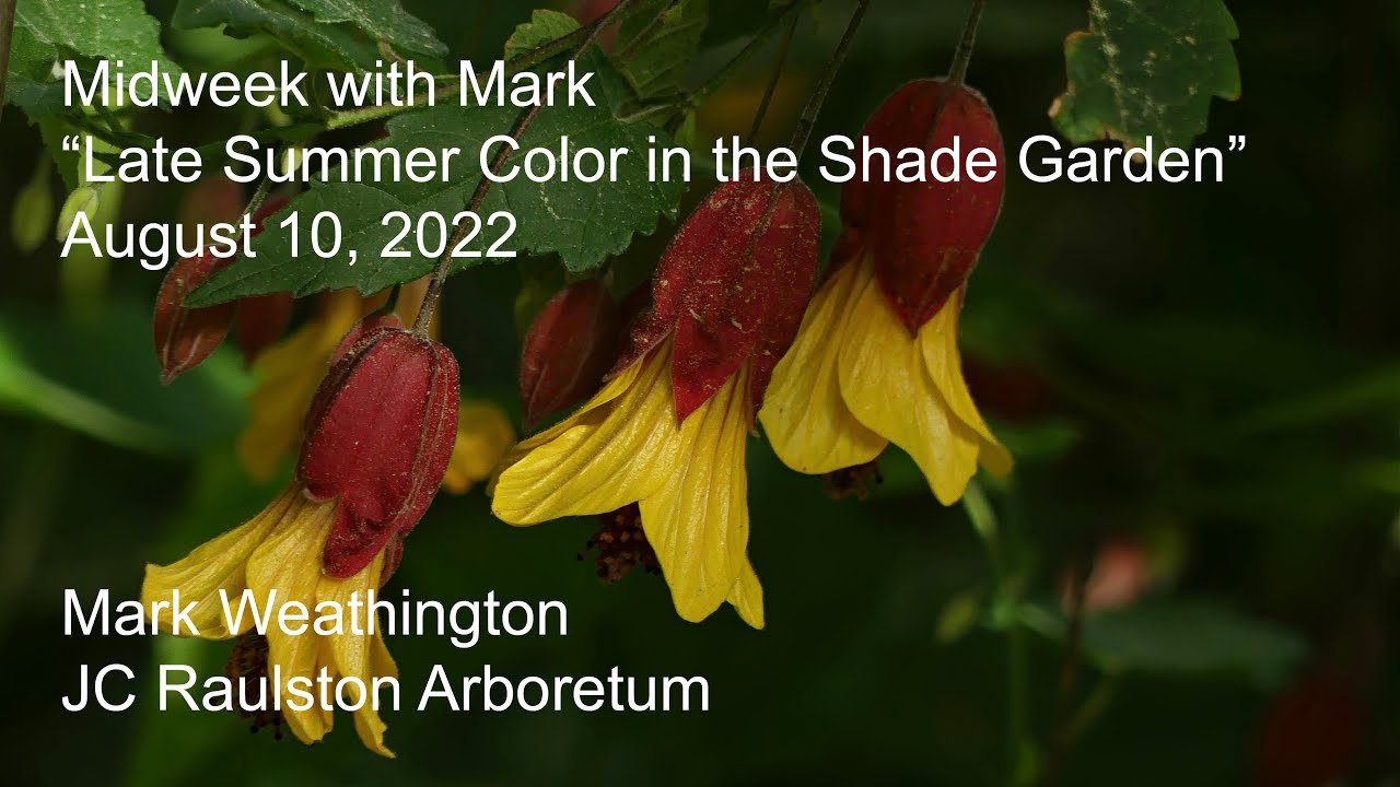Midweek with Mark - “Late Summer Color in the Shade Garden”