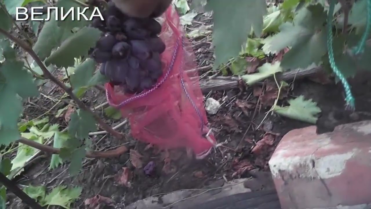 25 г. Маршал, Рембо, Академик, Байконур, Велика, Барин, Чорнявая Дивчина.