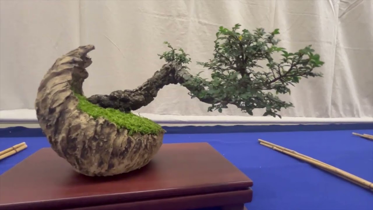 Minnesota Bonsai Society State Fair Show Walk-thru 2025