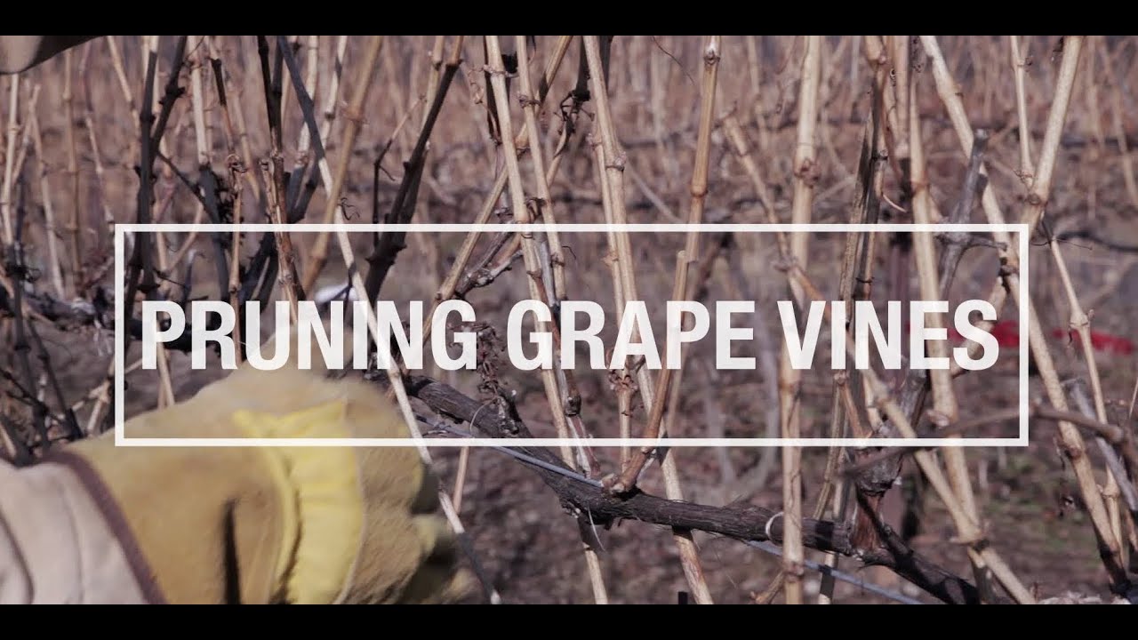 How to Prune Grapevines