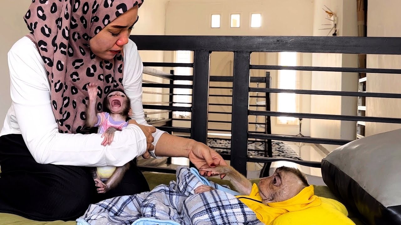Baby Monkey Dino is jealous seeing Mommy taking care of Alpha who has a fever