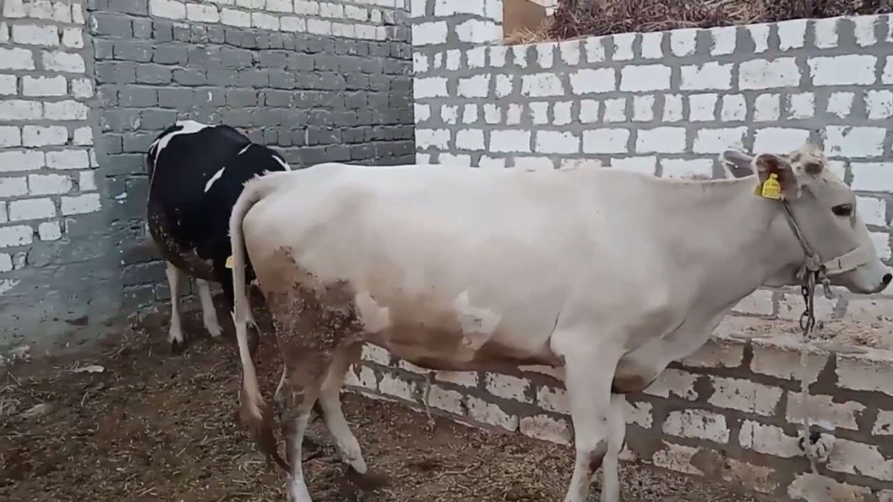 اضافات الاعلاف والقطيع الحلاب