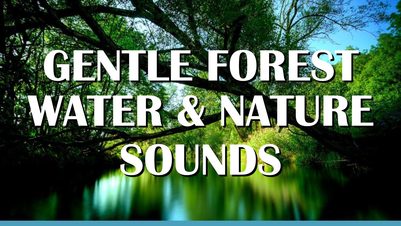 Gentle Forest Water & Nature Sounds for sleeping, relax, study  and meditation