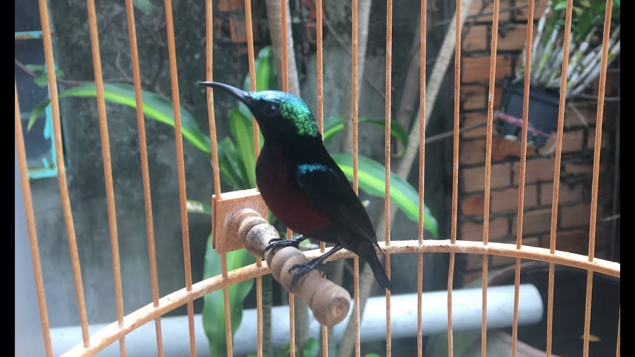 Purple Throated sunbird call ( from vietnames )