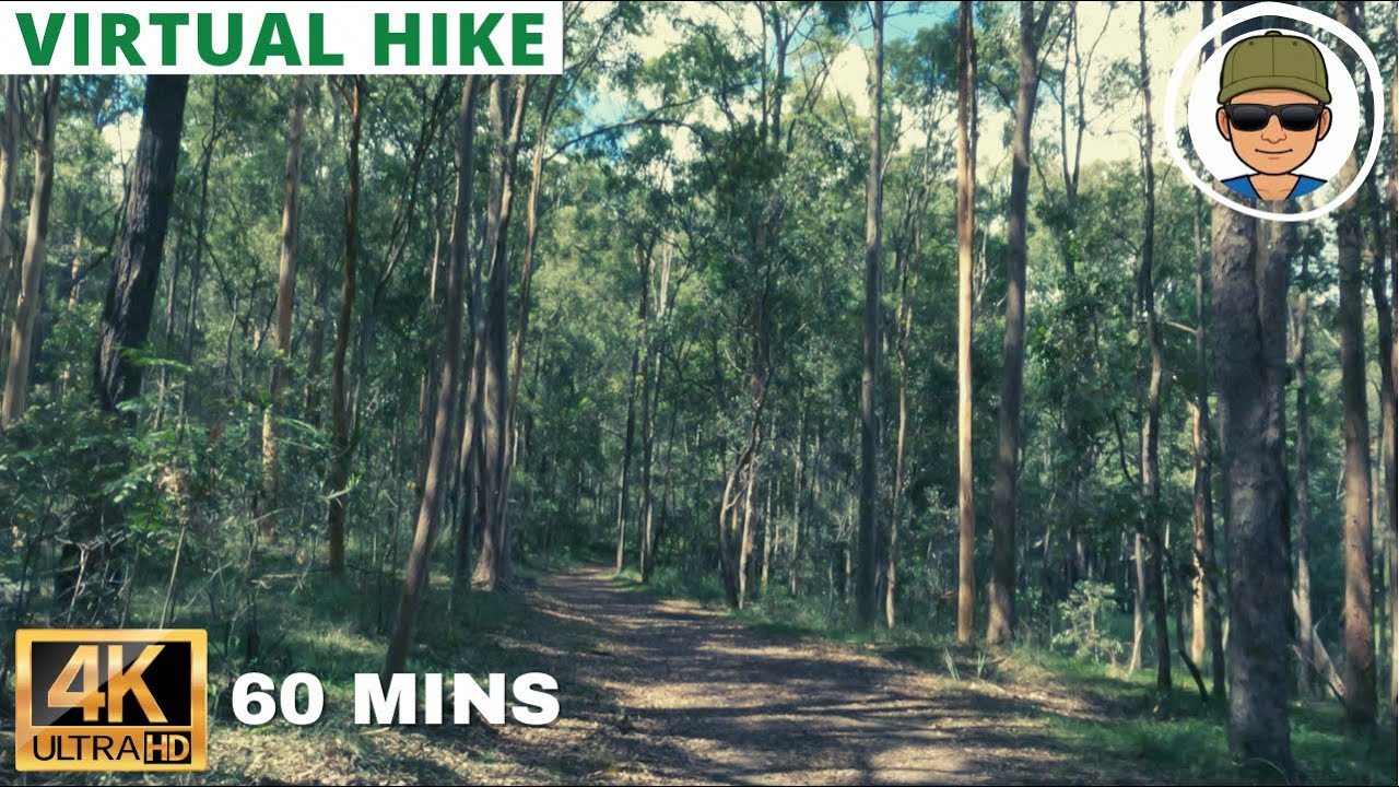 Virtual Solo Hike - Bullocky Rest to Forgan Cove | Walking Videos for Treadmill | Lake Samsonvale 4K