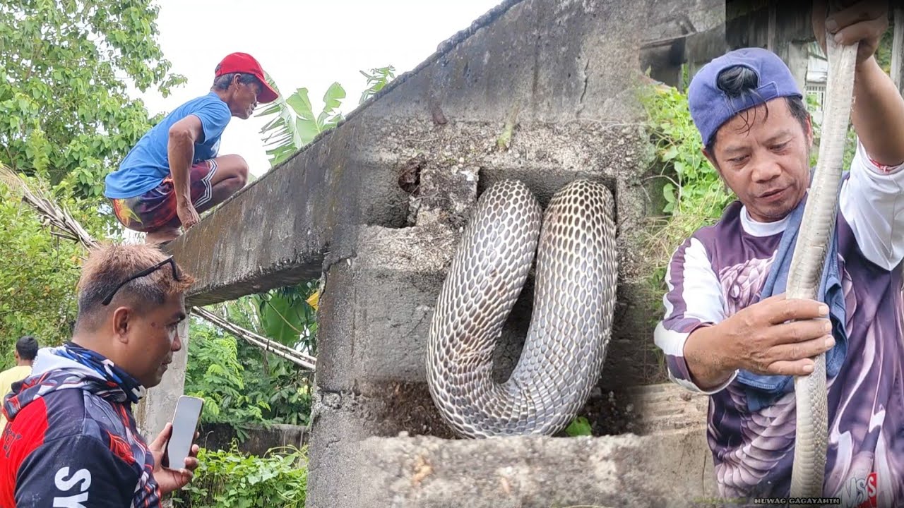Cobra sa dipa natatapos na bahay nag lungga