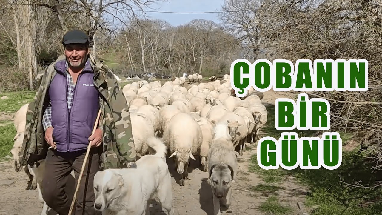 Çobanın bir günü (Balıkesir - Gökçeyazı (Ergama) )