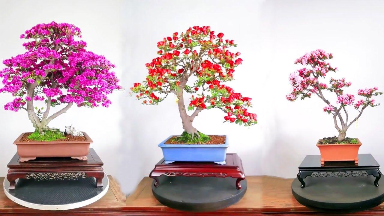 Bonsai Đỗ Quyên rực rỡ mùa Hoa nở