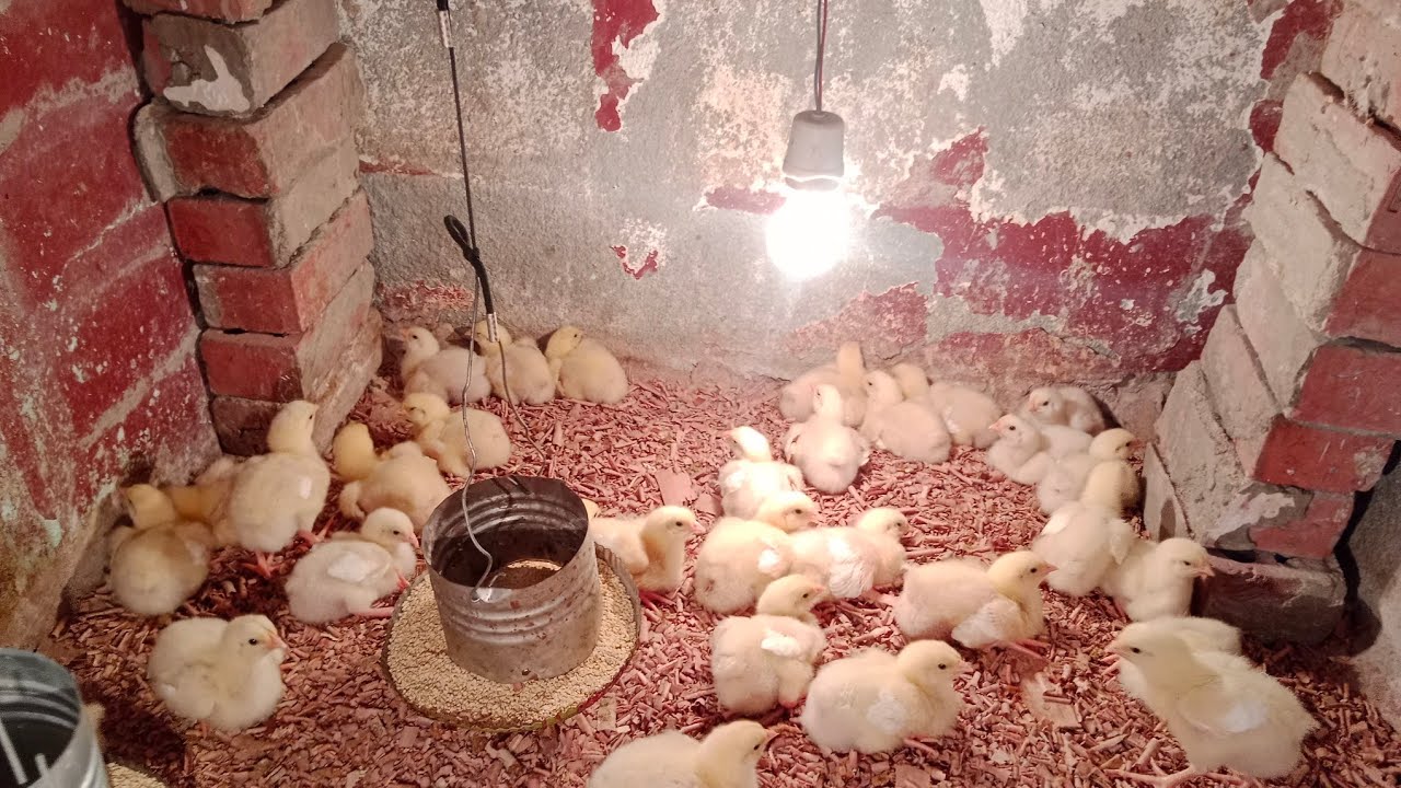 رابع يوم الكتاكيت من  غير أي أدوية بداية نجاح 🐤دورة الله المستعان☝️