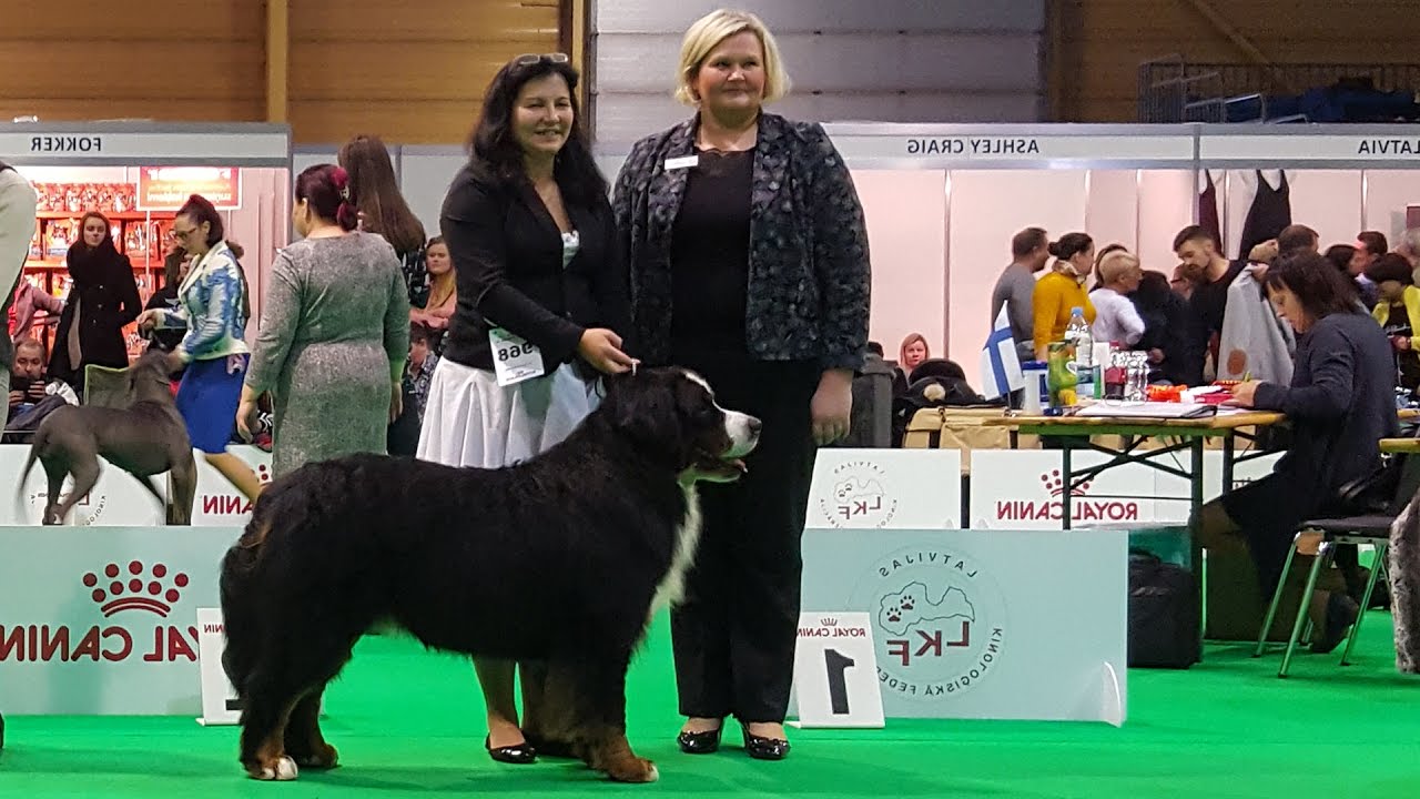 БЕРНСКИЙ ЗЕННЕНХУНД. Часть 2 из 4. Выставка собак ZooExpo 2016