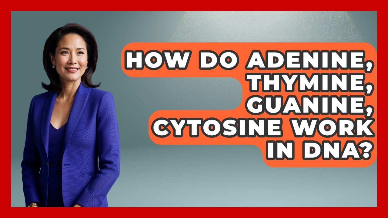 How Do Adenine, Thymine, Guanine, Cytosine Work In DNA? - The Everyday Why