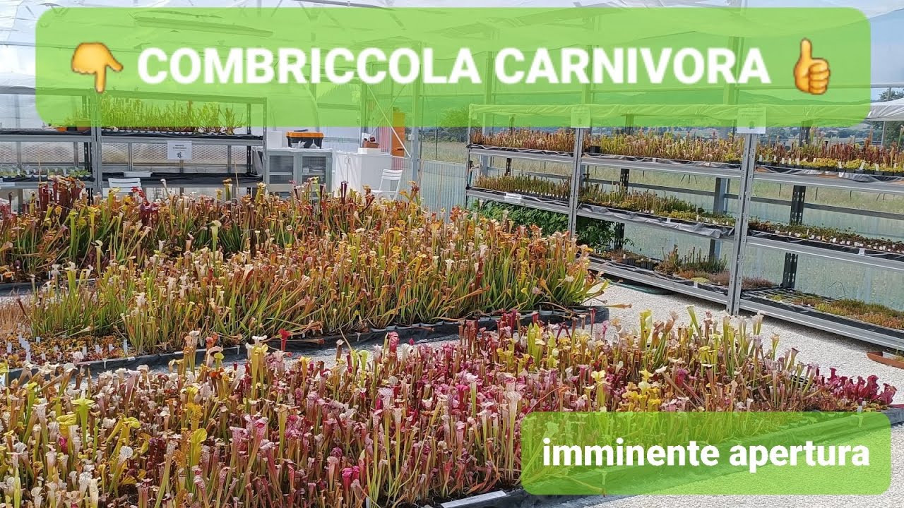 188.💥COMBRICCOLA CARNIVORA BELLISSIMO NUOVO VIVAIO CHE DOMENICA 👉10 SETTEMBRE FARA' OPEN DAY👈