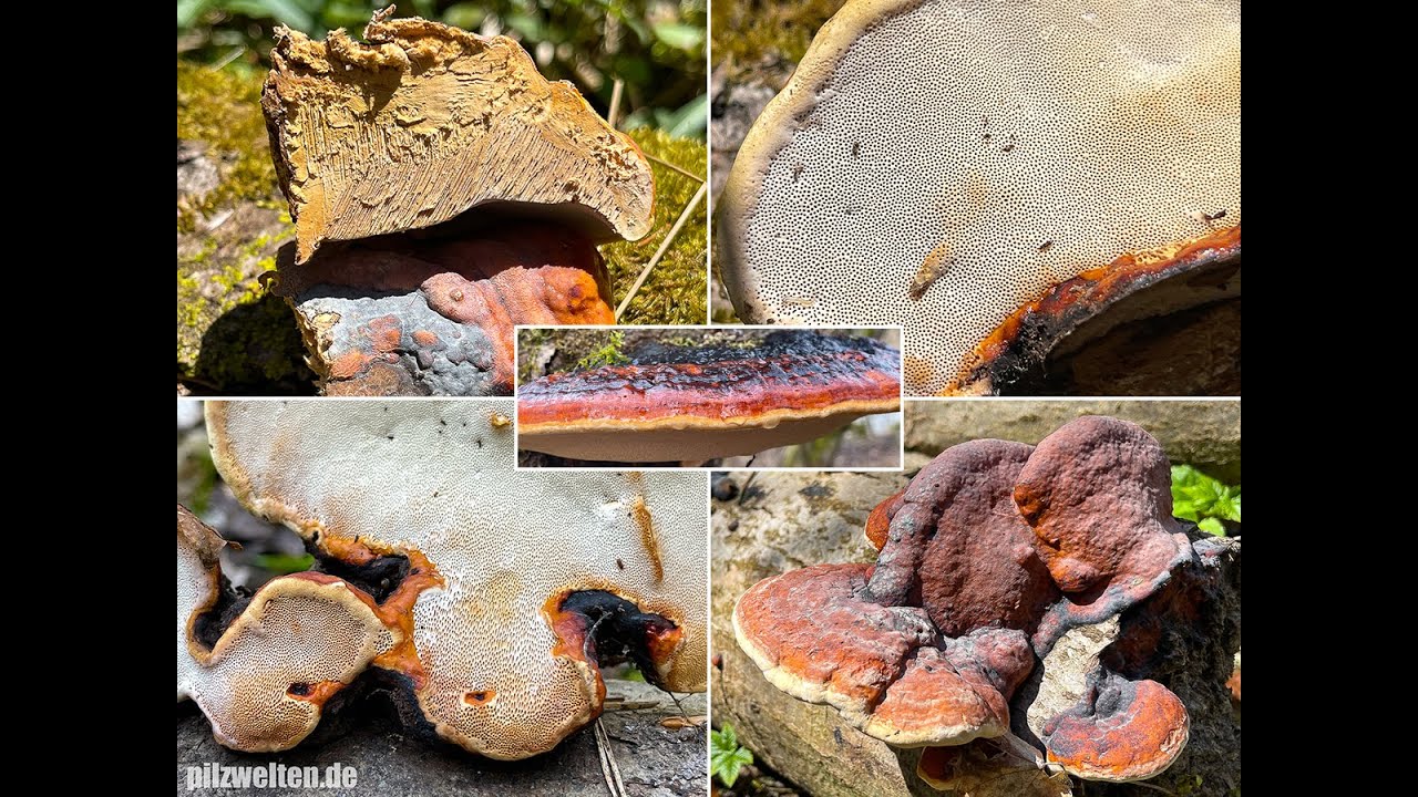Pilzportrait - Rotrandiger Baumschwamm, Fichtenporling, Fomitopsis pinicola