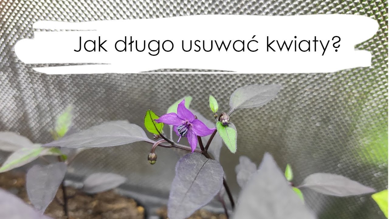 Od nasionka do ogonka: Jak długo usuwać kwiaty u chili?