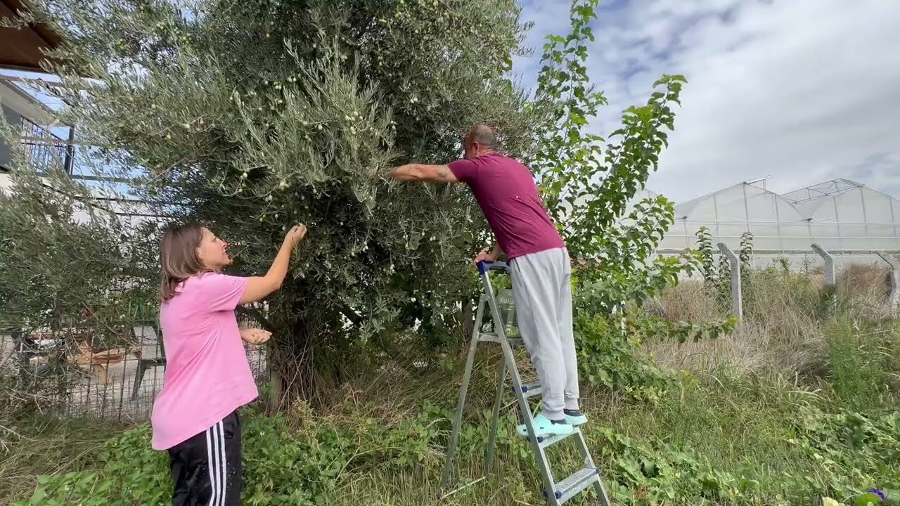 Bahçemizde Zeytin Hasadı🫒 | Hem Topladık Hem Kurduk | Begonvilimize Bakım Yaptık