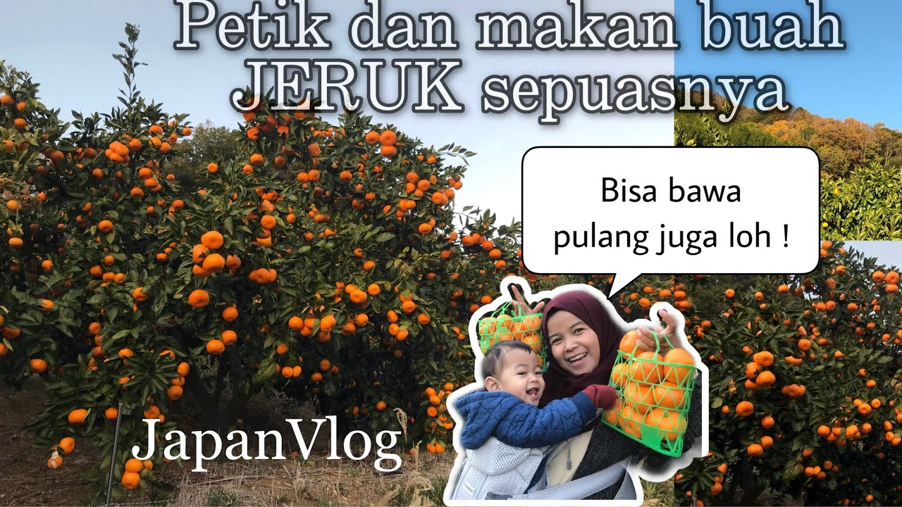 PANEN BUAH JERUK DI KEBUN JEPANG || GAMAGORI ORANGE PARK