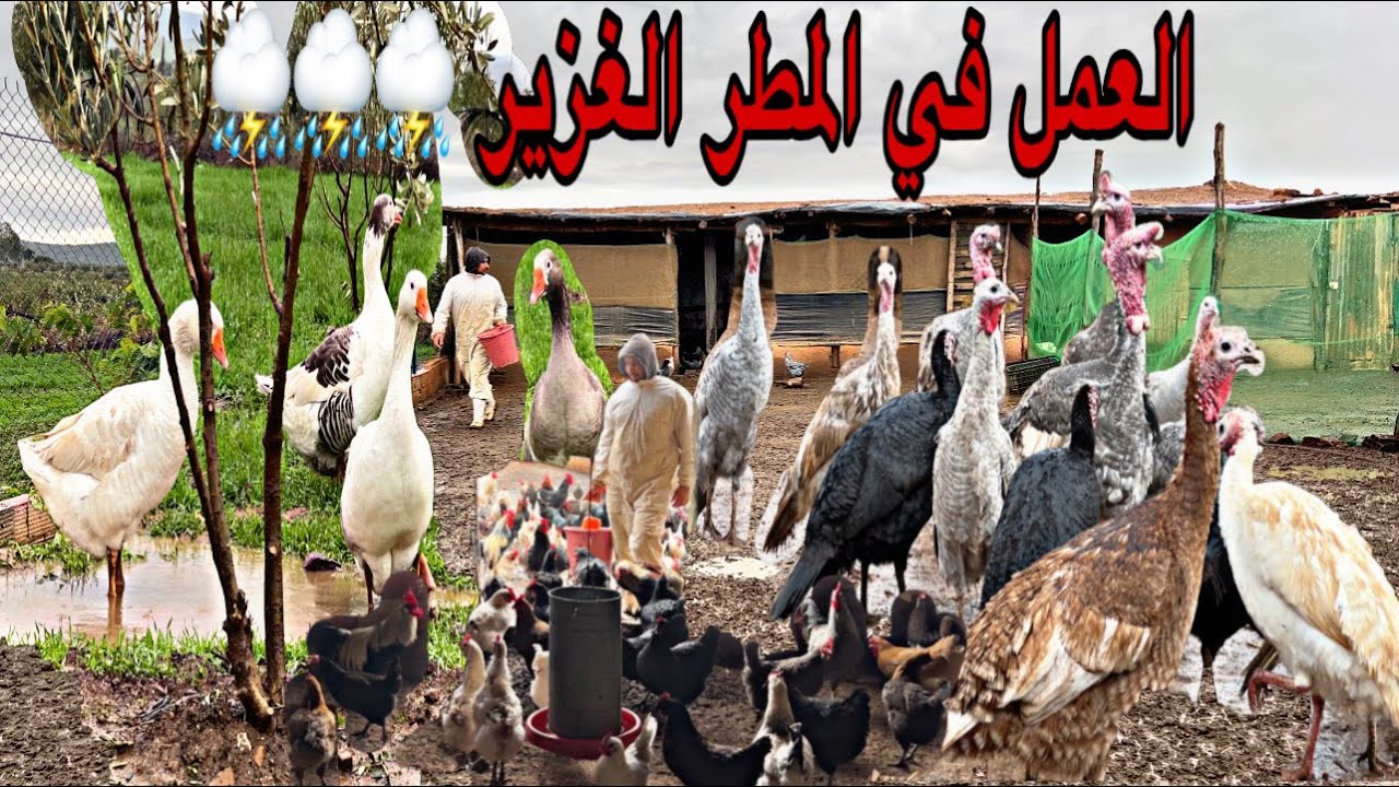 امطار غزيرة ماشاءالله اجواء العمل في البادية مع تساقط المطر في المزرعة اطعام الدجاج و الديك الرومي .