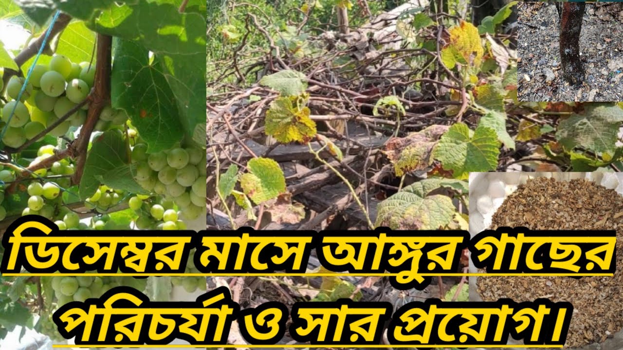 ডিসেম্বর মাসে আঙ্গুর গাছের পরিচর্যা ও সার প্রয়োগ।।Care and fertilization of grapevines in December।