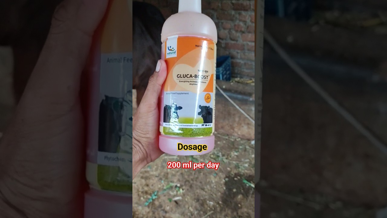 gluca boost🐄#dairyfarm#cowvideos #veterinary #animals#veterinary#swapnilbhore#shorts