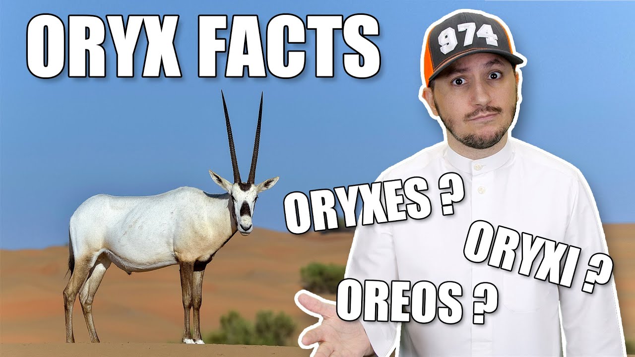 #QTip: Bet you didn't know these facts about the Arabian Oryx!