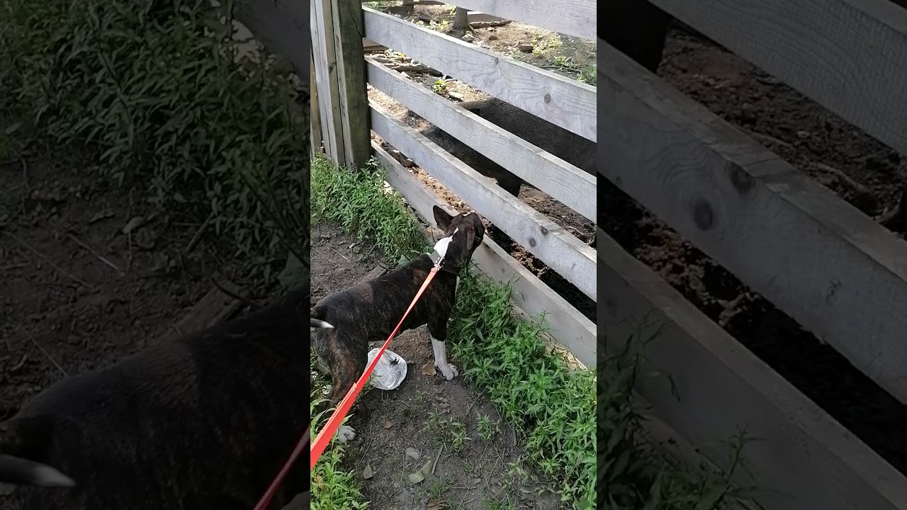 Bullterie a Polský honič Obůrka
