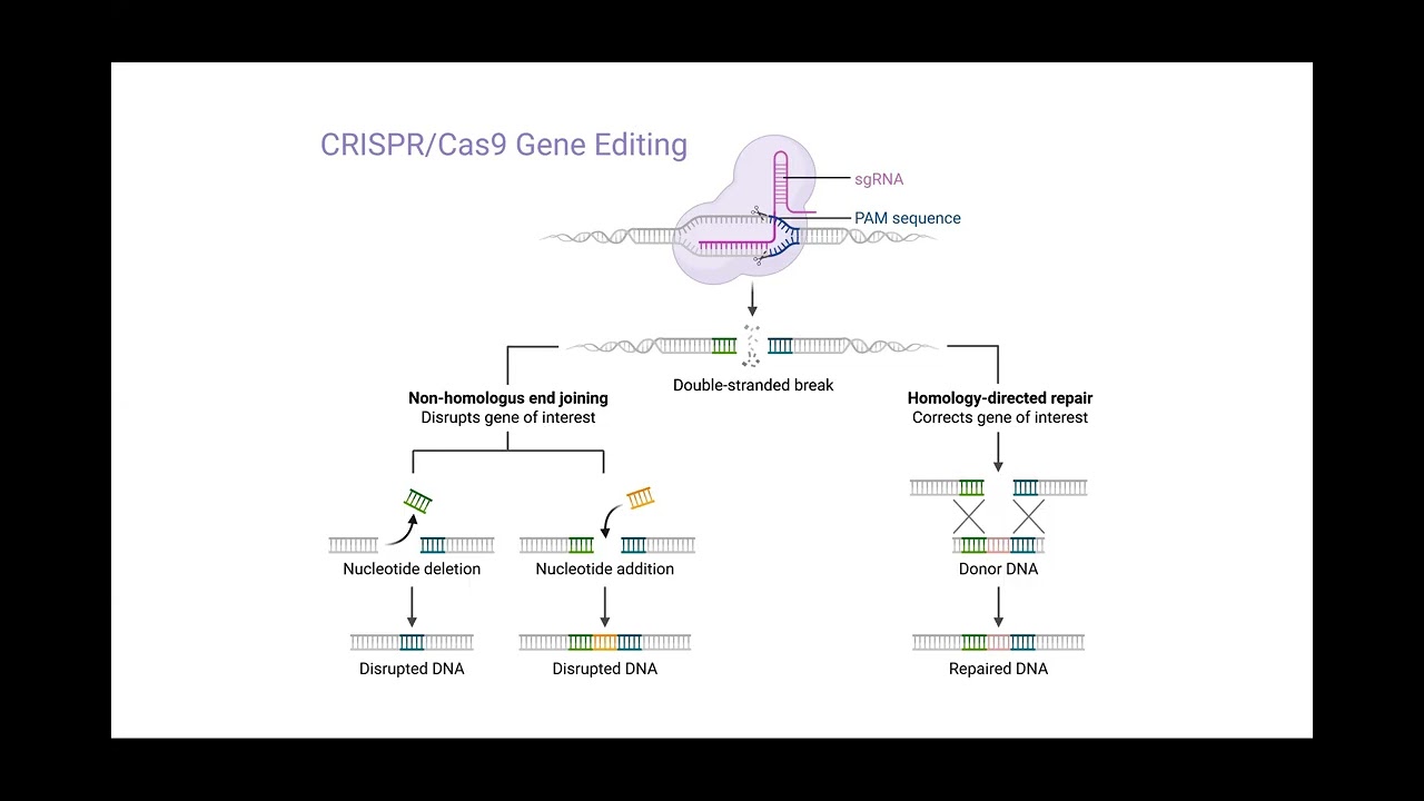 CRISPR/Cas9 plasmid design using Biopython