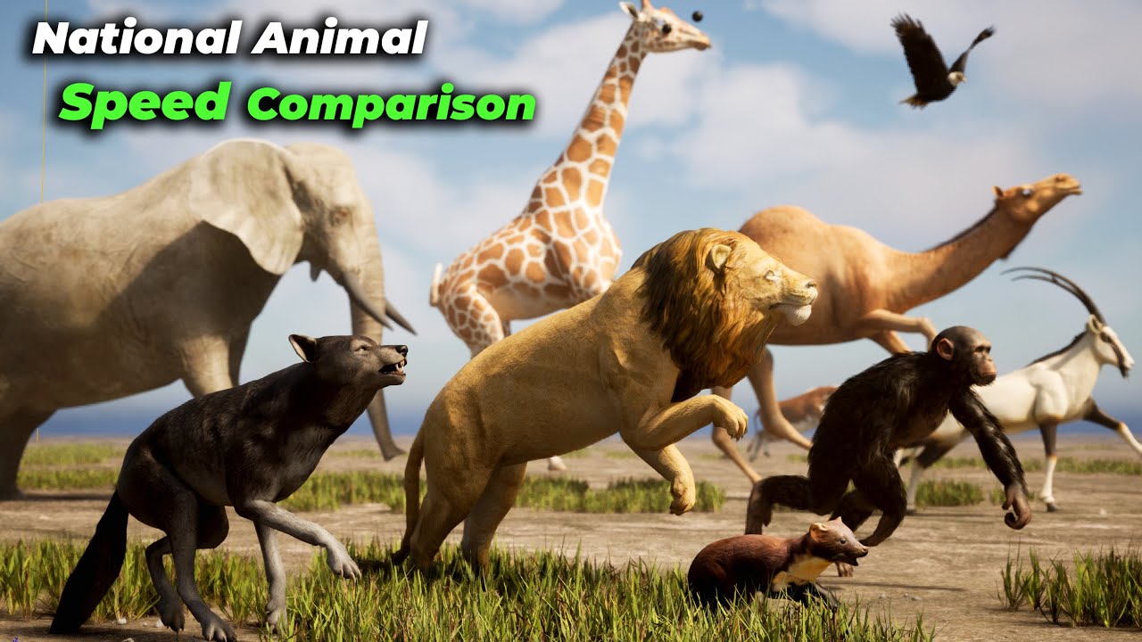 Fastest National Animals by country | National Animals Speed Comparison
