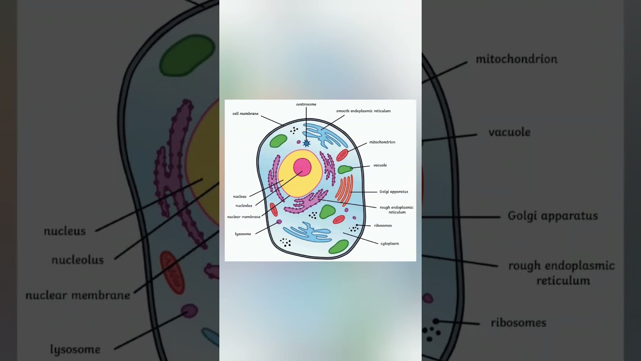 Animal Cells Diagram