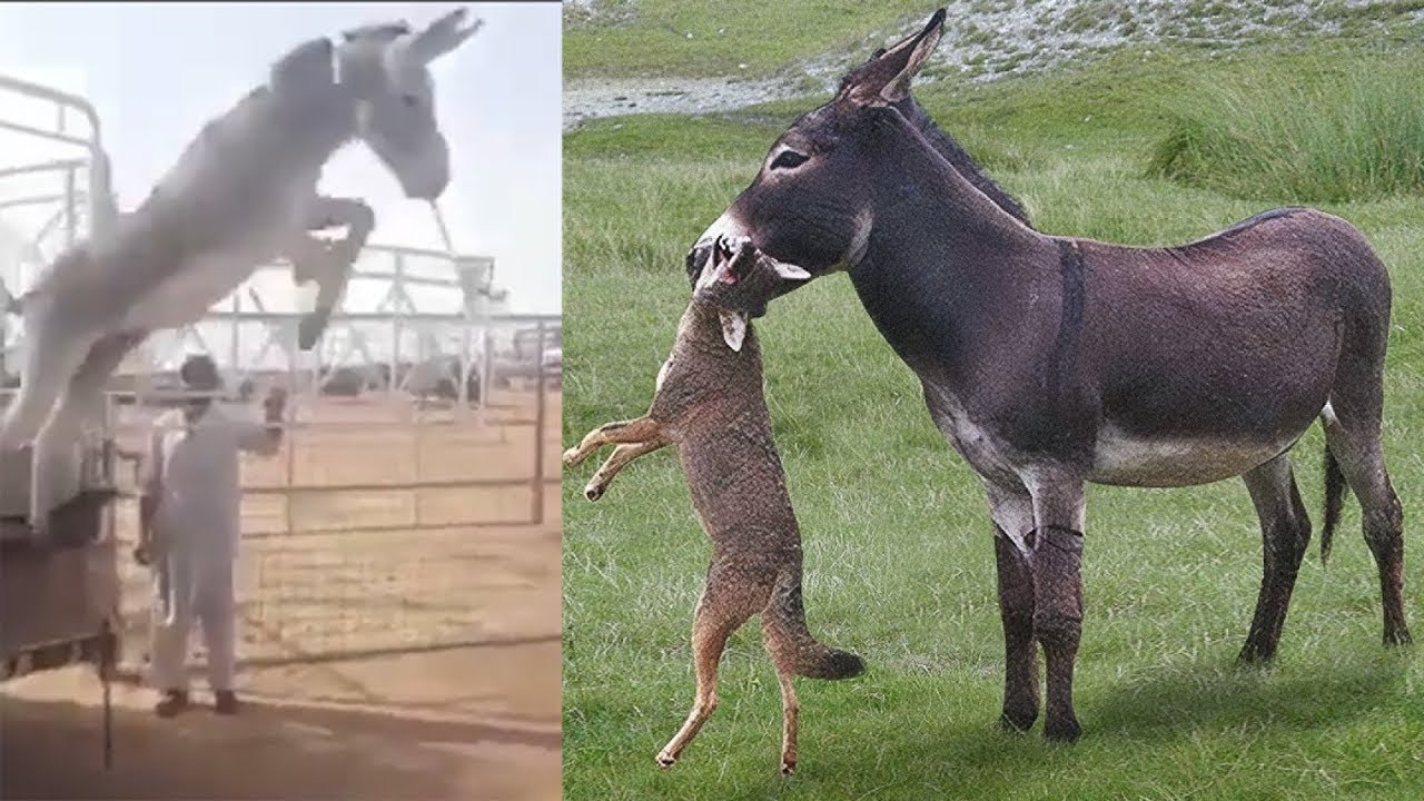 Wilde Esel, die wild genug sind, um gegen jedes Tier zu k&auml;mpfen