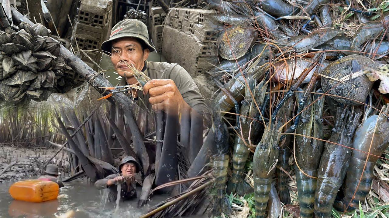 Mò Tôm Càng sông trúng ngay Ổ... Anh Em Cần Giờ