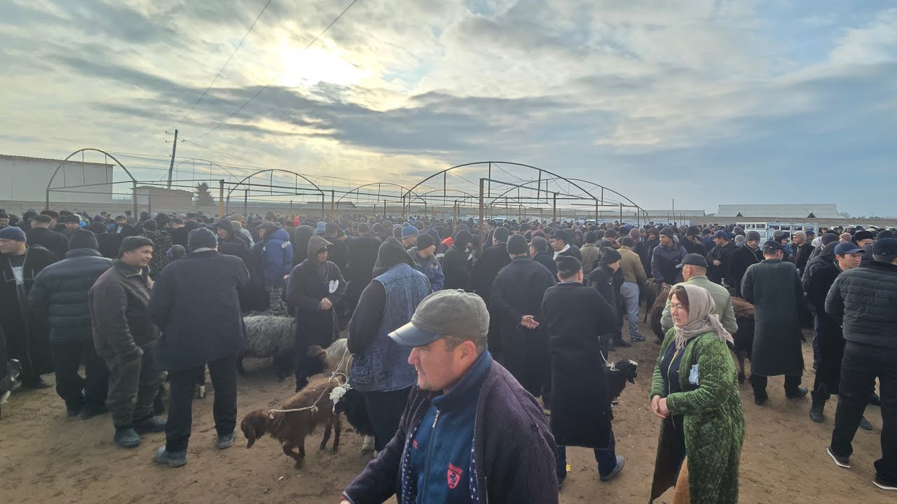 KAKAYDI PAYSHANBA CHORVA BOZORI 29.01.2026y