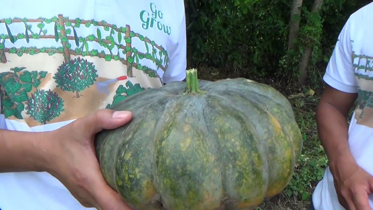 Bella F1. New pumpkin with big fruits. Business secret.