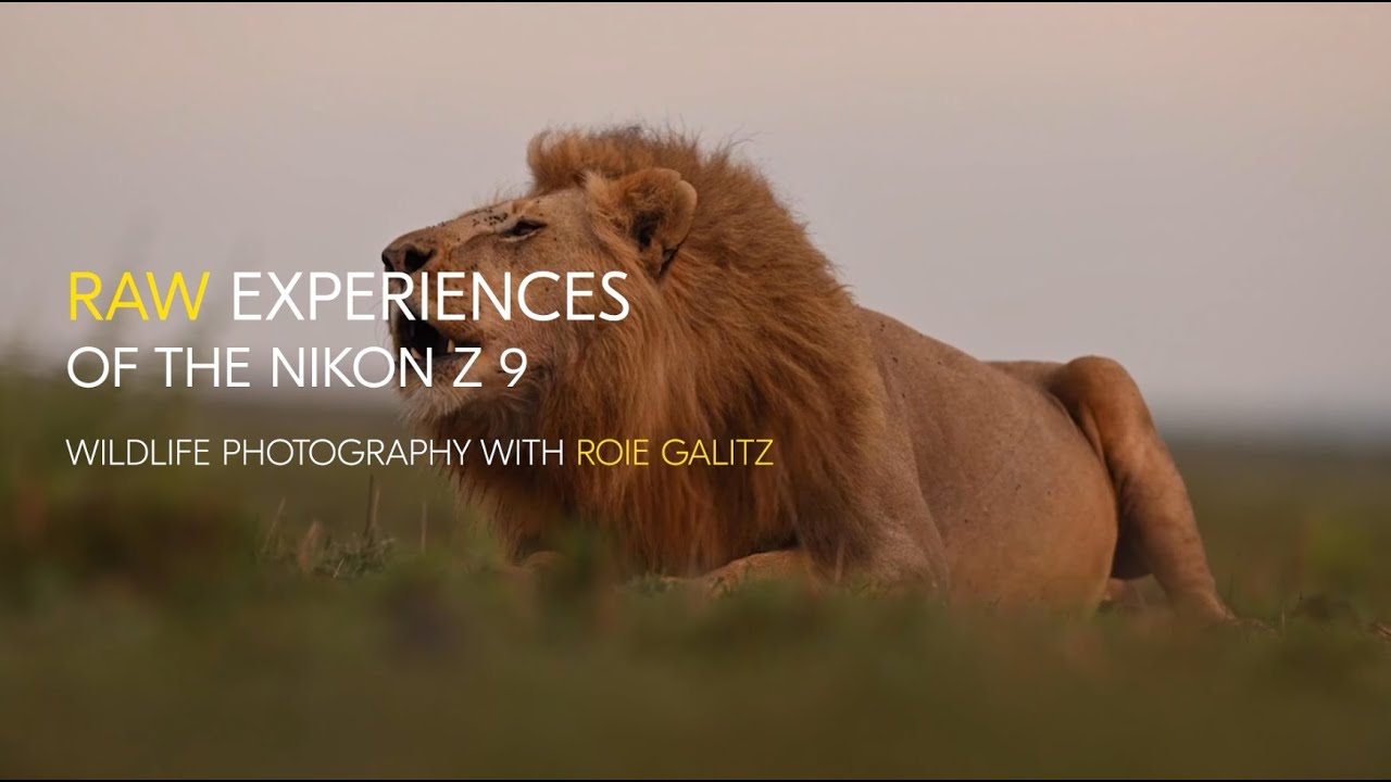 RAW experiences of the Nikon Z 9: Wildlife photography with Roie Galitz