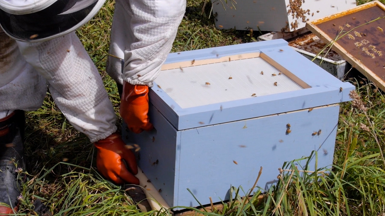 Beekeeping Basics with Thomas Clow - Cloake Board