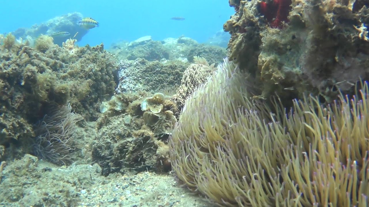 Buceo en Aguadulce Almeria con SONY ACTION AS-100