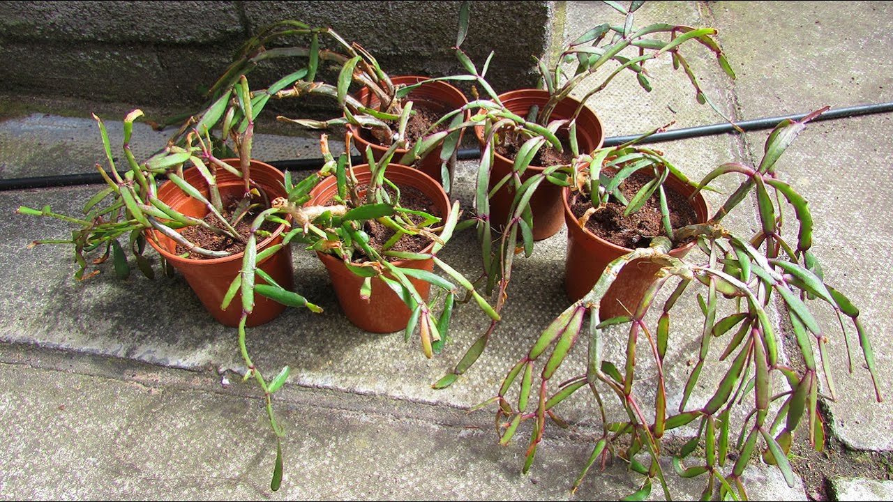 My Rhipsalidopsis rosea miniature Easter Cactus Update & repotting