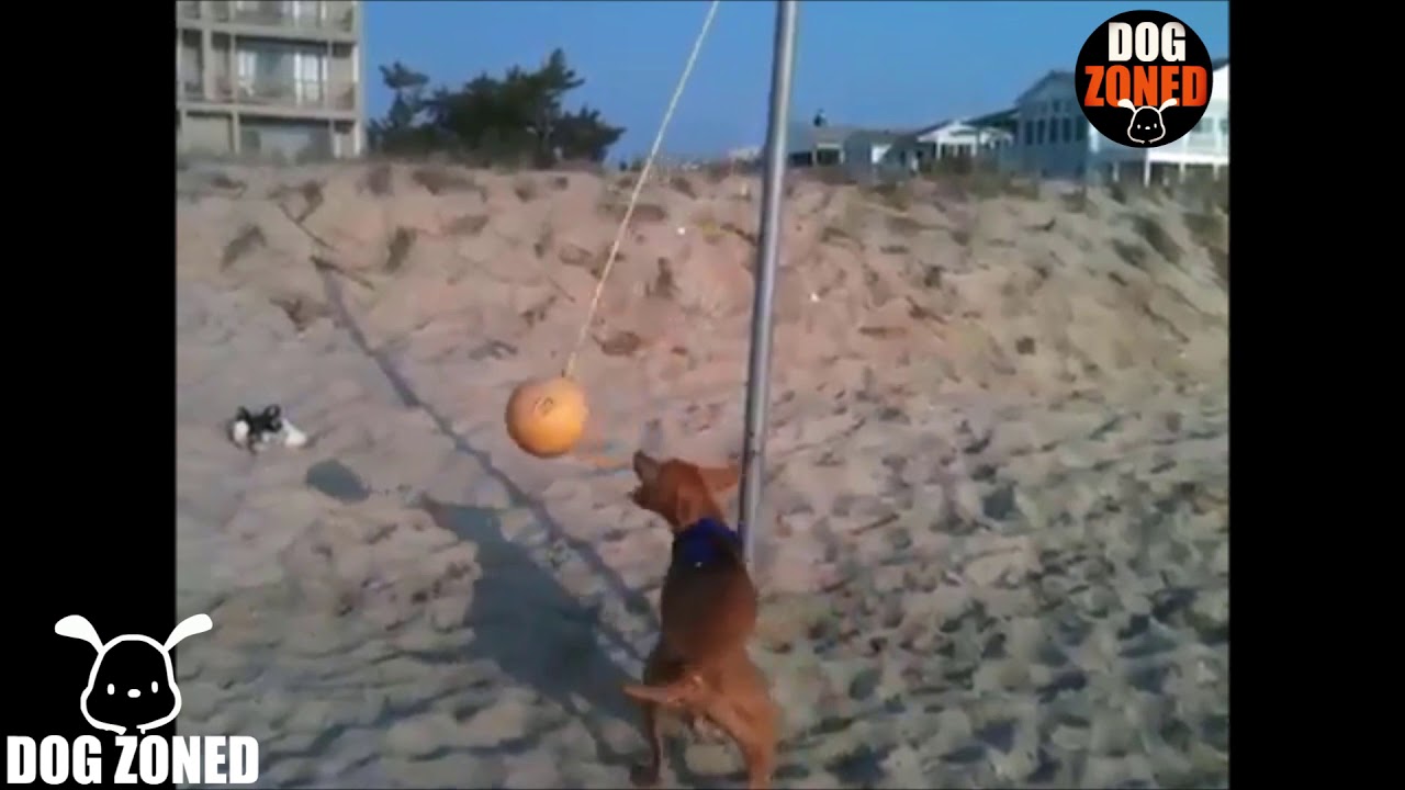 Pit Bull Tetherball Champion