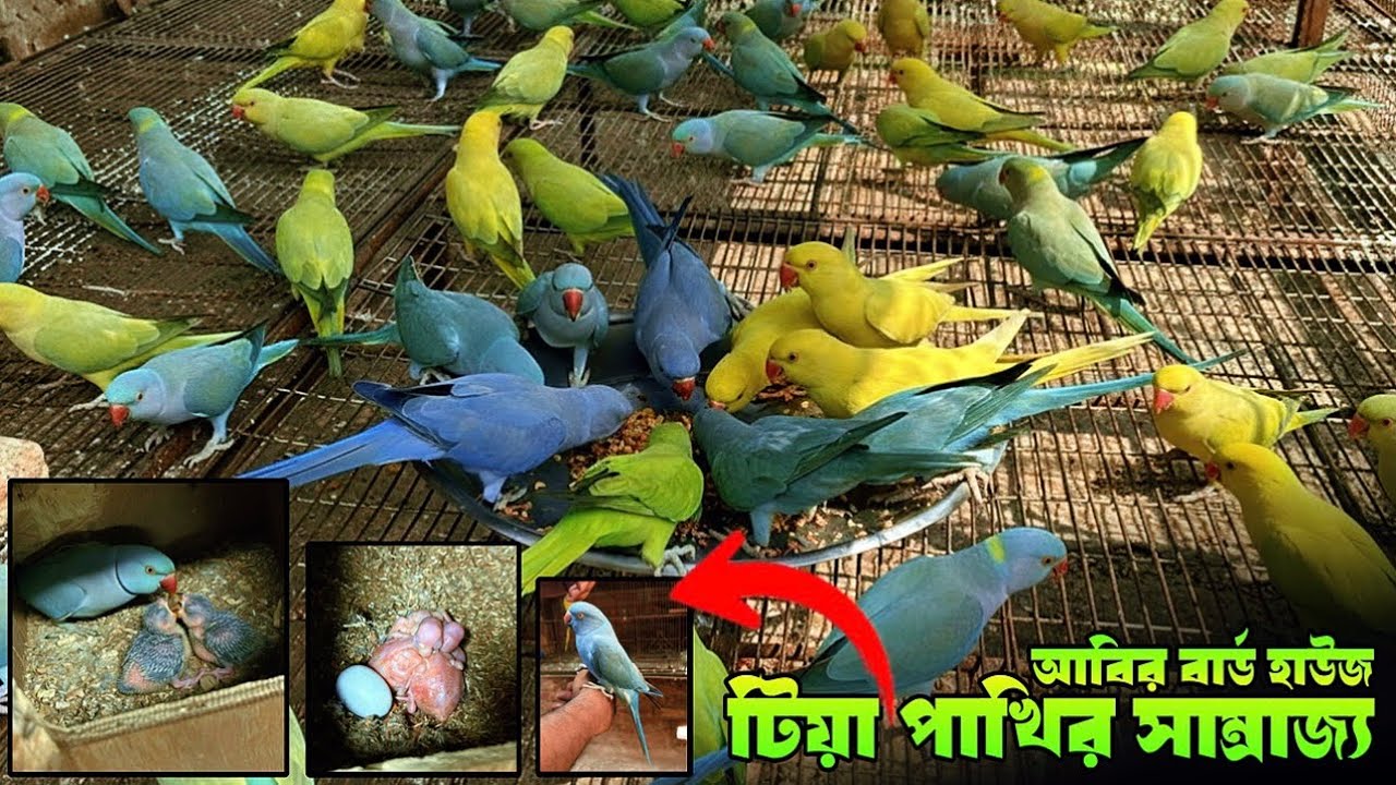 প্রচুর পরিমাণে বাচ্চা দিয়েছে টিয়া পাখি | টিয়া পাখির সাম্রাজ্যে | Abir Birds House #Parrot #Tiya