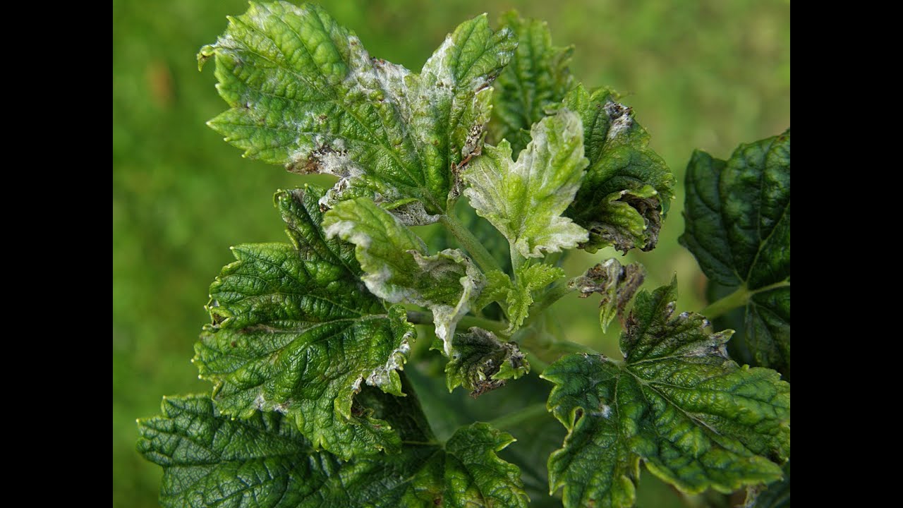 Přírodně proti škůdcům a americkému padlí - ROCK EFFECT (Polopatě 2021)