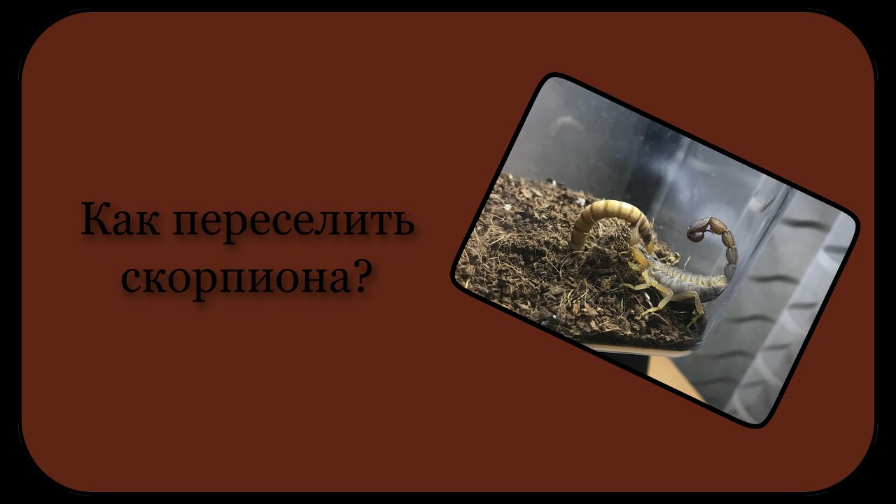 Пересадка скорпиона Hottentotta hottentotta // 6