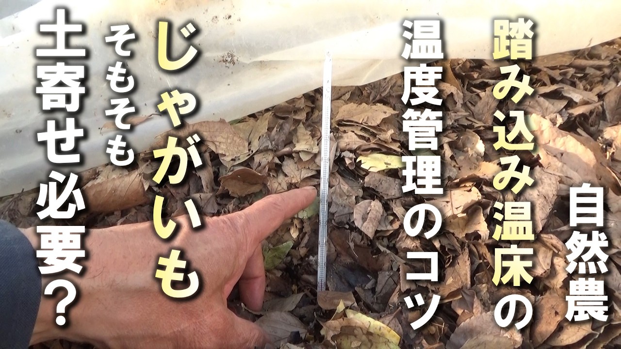 【自然農】踏み込み温床の温度管理のコツとじゃがいもの土寄せについての質問に答えます　2026年3月2日【natural farming】